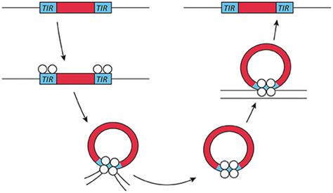 Frontiers | Hijacking Transposable Elements for Saturation Mutagenesis ...