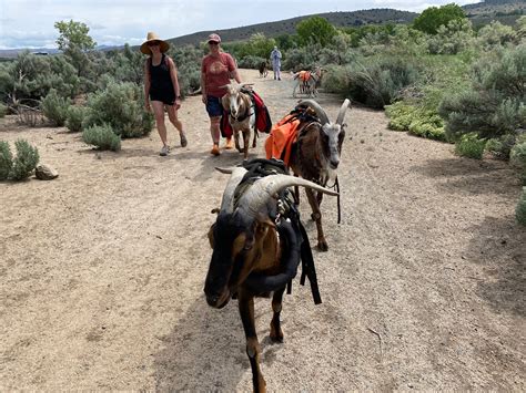 Hiking with goats—miles of fun, no heavy lifting required