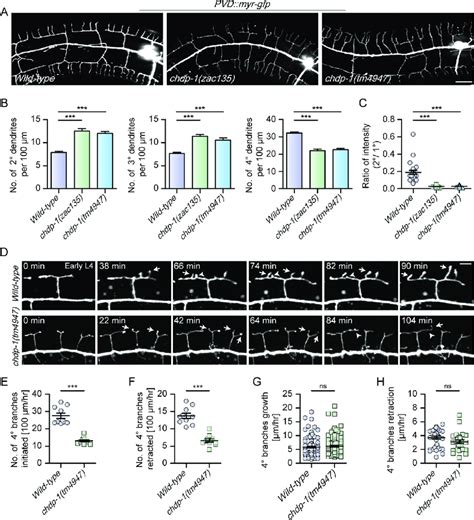 chdp-1 mutants are defective in PVD dendrite morphogenesis. (A) Maximum... | Download Scientific ...