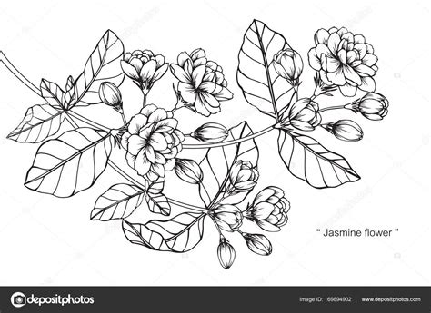 Jasmine Flower Drawing Pictures | Best Flower Site