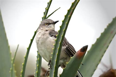 310+ Mockingbird Singing Stock Photos, Pictures & Royalty-Free Images ...