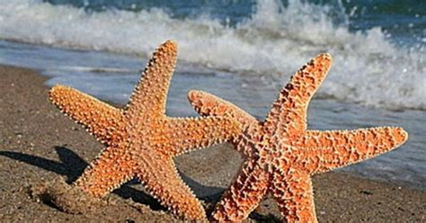 Starfish Facts for Kids - What is a Starfish?