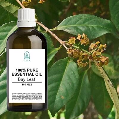 Bay Leaf 100% Pure Essential Oil - 100 Ml Bottle by TSP Essential Oils ...