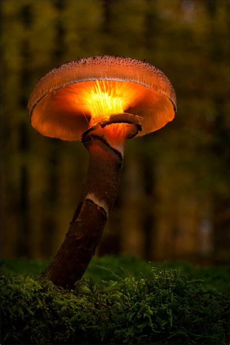 Natural shroom with fancy lighting effect, photoshopped or a fancy art installation ? ( you ...