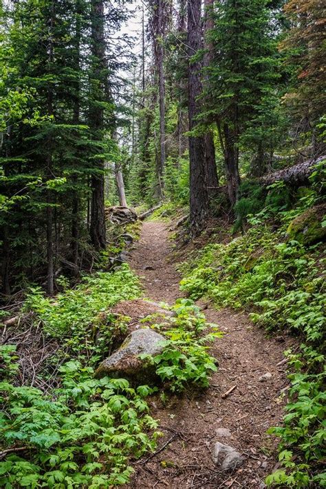 Hiking Trail Nature Print Pacific Northwest Hiking Trail | Etsy ...