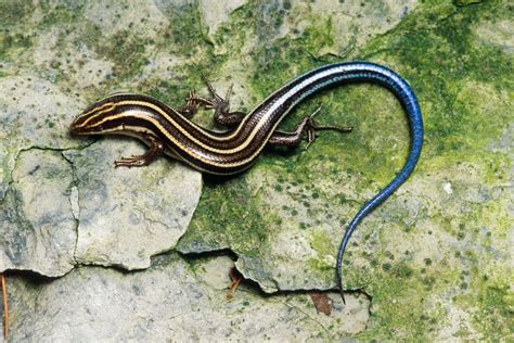 What Is The Blue Tailed Mole Skink? - defendersblog