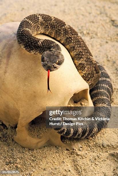 106 Snake Anatomy Stock Photos, High-Res Pictures, and Images - Getty ...