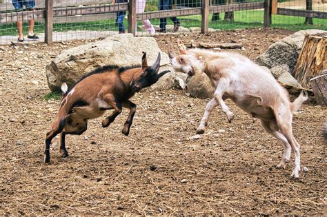 Goat Fight Horns - Free photo on Pixabay