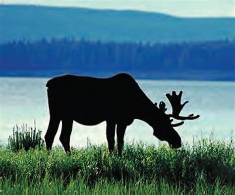 Animal Facts: Moose | Canadian Geographic