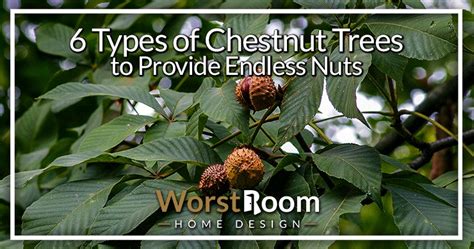 6 Types of Chestnut Trees to Provide Endless Nuts - Worst Room