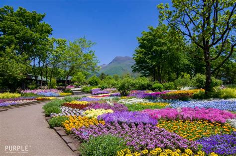 くじゅう花公園｜お花の見頃と開花時期。入園料、割引チケット、アクセス情報などまとめ。 - たびハック