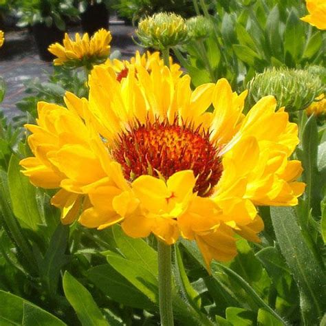 GAILLARDIA x grandiflora 'Fanfare Citronella' | emerisa gardens