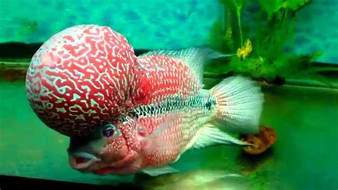 Massive KOK flowerhorn | Flowerhorn | Growing, Massive, Tips