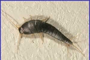 Silverfish and Firebrat - Plant & Pest Diagnostics