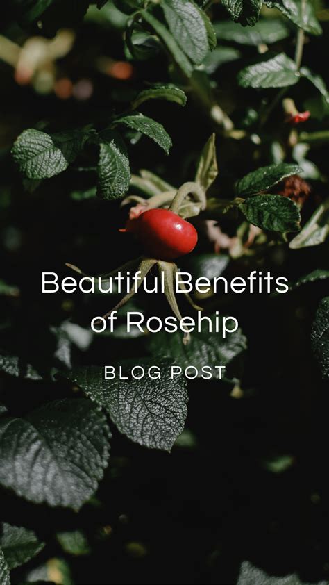 Benefits Of Rosehip — Zhi Herbals