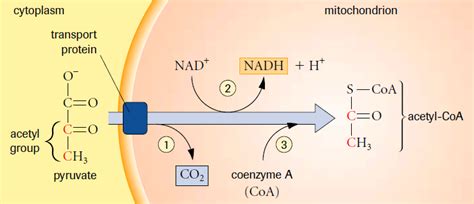 Pyruvate Oxidation - SBI4U RESOURCE WEBSITE