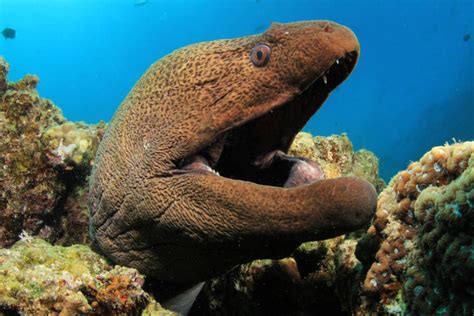 9 Dangerous Coral Reef Creatures