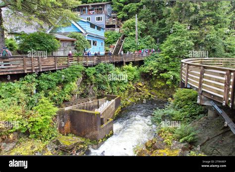 Ketchikan Creek Falls, Pacific salmon 'Oncorhynchus' fish ladder, tourists viewing, Alaska Stock ...