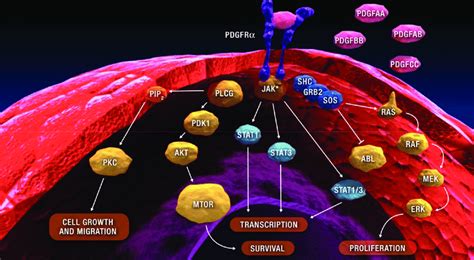 Platelet-derived growth factor (PDGF) signaling pathway. Copyright ©... | Download Scientific ...