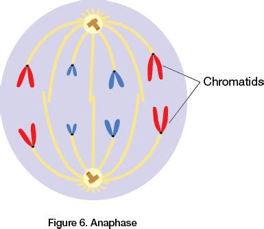 Anaphase | Cell cycle, The cell cycle, Ap biology