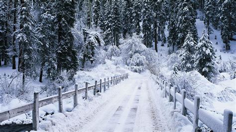 Forêt parsemée de neige. Télécharger large fond d'écran paysage magnifique pour votre ordinateur ...