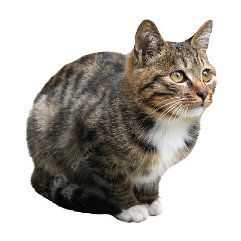 A Squatting Tabby Cat, Cat, Wildcat, Tabby Cat PNG Transparent Image and Clipart for Free Download