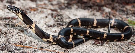 3 Types of Kingsnakes in Arizona! (ID Guide) - Bird Watching HQ