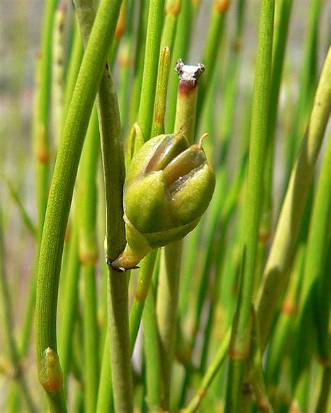 Photo #3306 | Ephedra viridis | plant lust