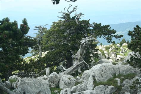 Free Images : nature, tree, vegetation, rock, woody plant, botany, flower, branch, pine family ...