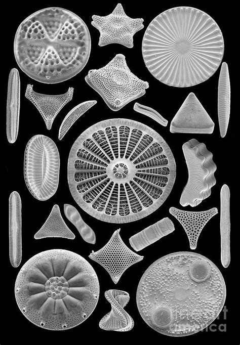 Diatoms Photograph by Steve Gschmeissner/science Photo Library - Fine Art America