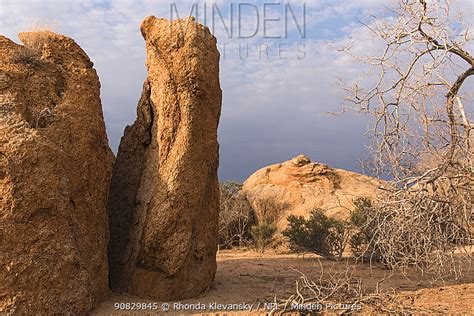 stock photo - Minden Pictures