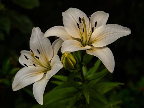 White lilies Photograph by Davorin Mance - Pixels