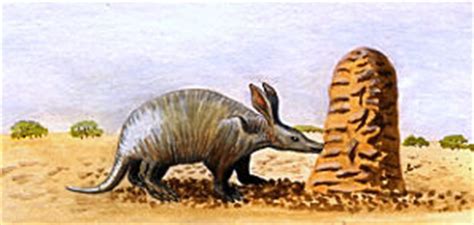 Aardvark Facts Animal Facts Encyclopedia