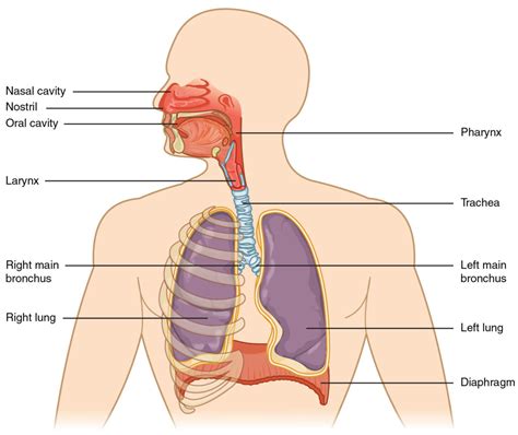 221 Organs And Structures Of The Respiratory System — db-excel.com