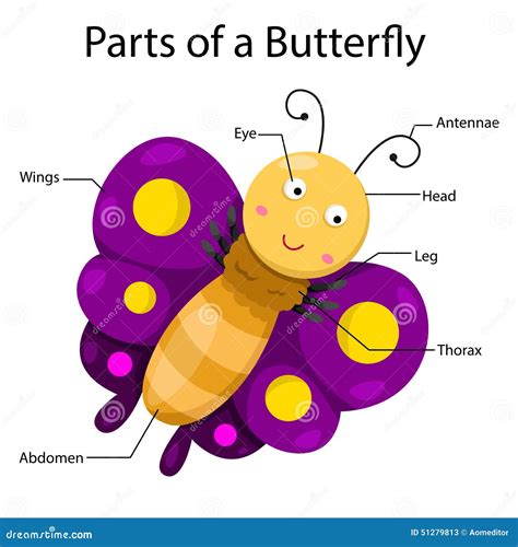 Butterfly Body Parts Worksheet - Butterfly Life Cycle Worksheet Have Fun Teaching - Then find a ...