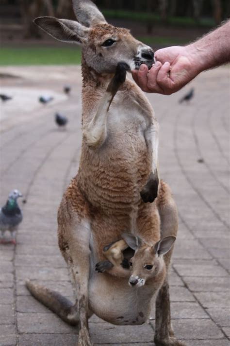 Pin by Johnathan Diong on A Fragment of Nature | Australia animals ...