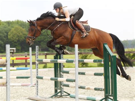 Courvoisier | Show Jumping Warmblood | Peter Berkers Sporthorses