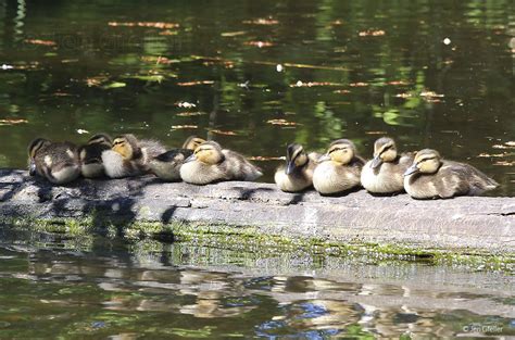 Mallard ducklings – Jen Gfeller Nature Photography