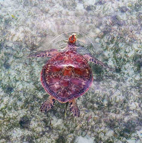 Green Sea Turtle Swimming Over Seagrass. Stock Photo - Image of head ...