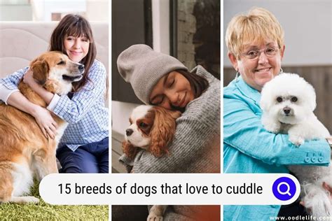 15 Breeds Of Dogs That LOVE To Cuddle (+ Photos) - Oodle Life