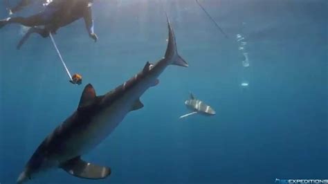 Using a GoPro Pole as a Shark Stick - YouTube