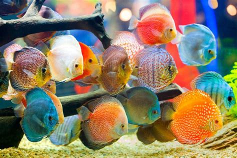 20 Different Colorful Freshwater Fish » Petsoid