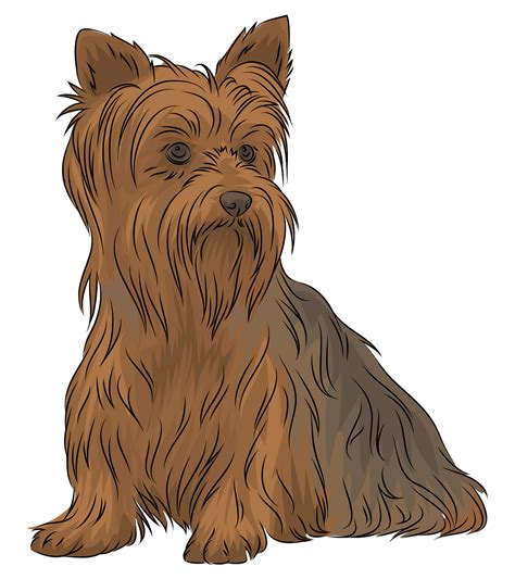 yorkshire terrier clipart - Clip Art Library