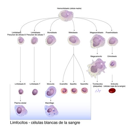 Linfocito | NHGRI
