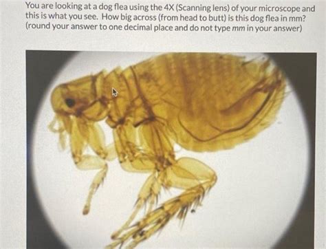 Solved You are looking at a dog flea using the 4X (Scanning | Chegg.com