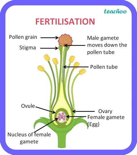 Describe the process of seed formation in a flowering plant. - Teachoo