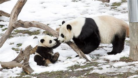 Why Are Pandas Endangered Animals? | Sciencing