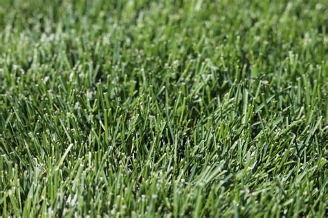 8 Different Types of Grass For Residential Lawns – Nayturr