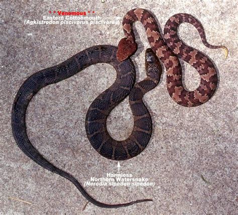 When is Snake Season in North Carolina? | Critter Control of the Triangle