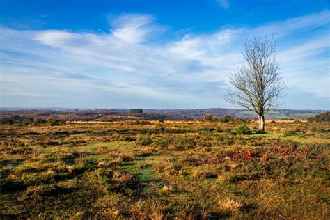 camp hill ashdown forest - UK Landscape Photography